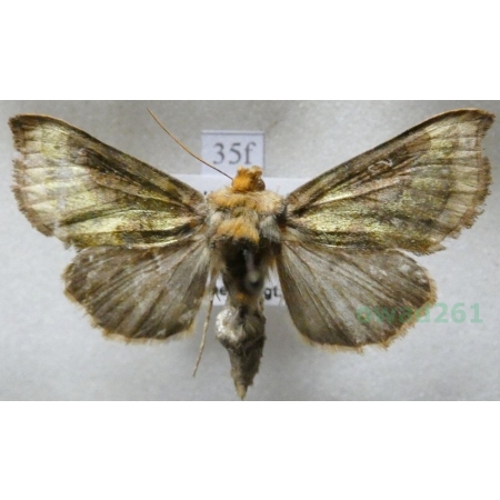 Diachrysia stenochrysis (Warren, 1913) Błyszczka nibyspiżówka Czech35f